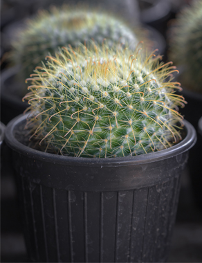 Kaktus med kroge